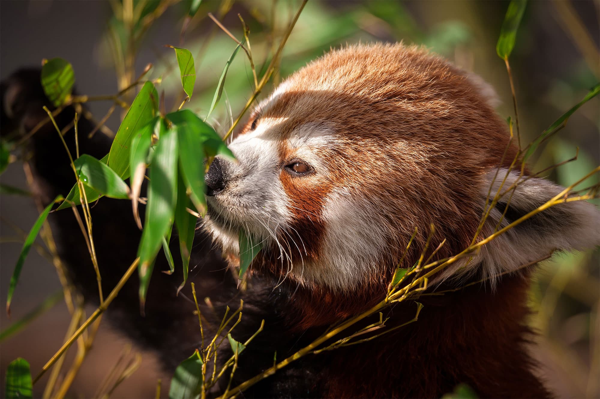 rode-panda-zoo-antwerpen-jonas-verhulst-02012017-3